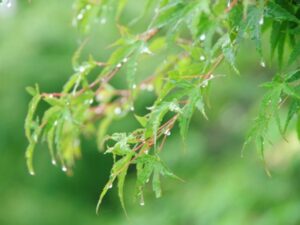 梅雨のモミジ・雨粒