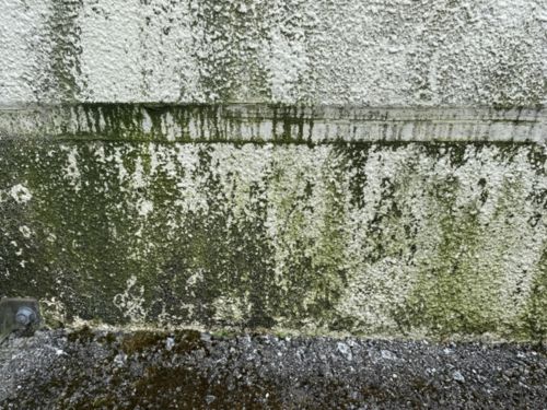 外壁・屋根に苔が生えやすいのはなぜ？日当たり・湿気・風通しとの関係